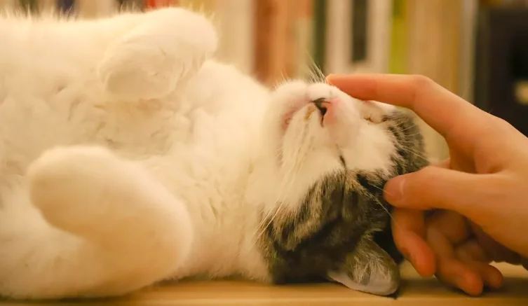 Salute gatto, controlliamo il pelo